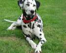 dalmata-4
