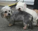 Dandie-Dinmont-terrier-1