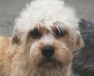 Dandie-Dinmont-terrier-5