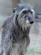 Deerhound-1