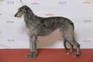 Deerhound-6