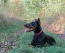 Doberman-2