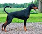 Doberman-3