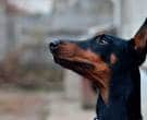 Doberman-6