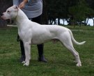 Dogo-argentino-1