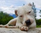 Dogo-argentino-2