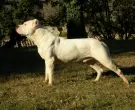Dogo-argentino-3