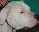 Dogo-argentino-4