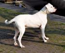 Dogo-argentino-5