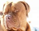Dogo-de-Burdeos-2