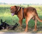 Dogo-de-Burdeos-6