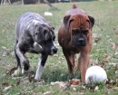 Boerboel