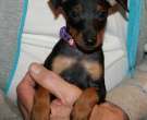 English-Toy-Terrier-2