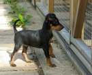 English-Toy-Terrier-3