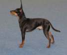English-Toy-Terrier-6
