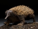 echidna3