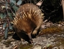 echidna4
