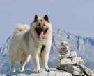 Eurasier-1