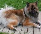 Eurasier-2