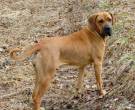 Fila-Brasileiro-1