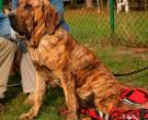 Fila-Brasileiro-3