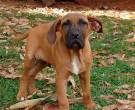 Fila-Brasileiro-4