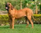 Fila-Brasileiro-6