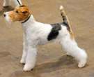 Fox-Terrier-pelo-de-alambre-1