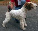 Fox-Terrier-pelo-de-alambre-2