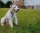 Fox-Terrier-pelo-de-alambre-3