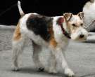 Fox-Terrier-pelo-de-alambre-5