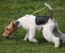 Fox-Terrier-pelo-de-alambre-6