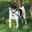 Toy-Fox-Terrier