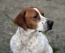 Foxhound-ingles-1