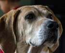 Foxhound-ingles-3