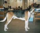 Foxhound-ingles-5