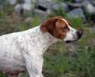 Foxhound-ingles-6