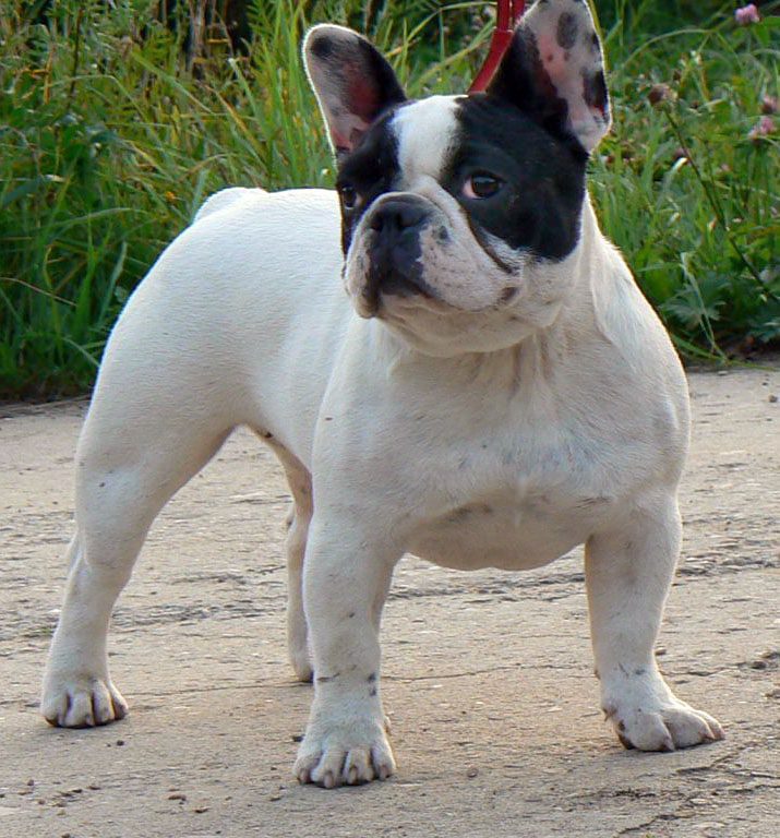 bulldog frances