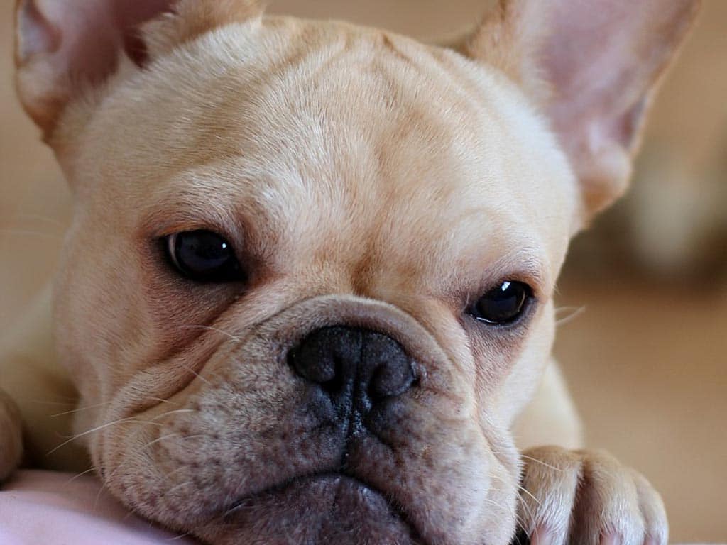 French Bulldog - Dogs breeds (Molosoides) | Pets