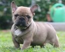 Bulldog frances