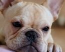 Bulldog frances