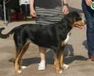 Gran-Boyero-suizo-1
