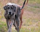 Gran-Danes-3