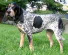 Gran-sabueso-azul-de-Gascuna-5