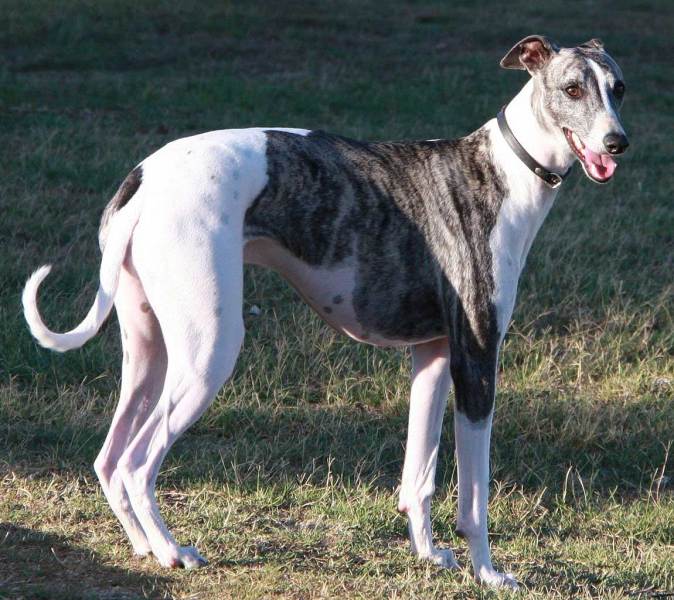 Galgo/Galgo Inglés/Sighthound Grande Mascota sólido estaño Racing 