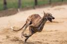 Greyhound-1