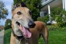 Greyhound-3
