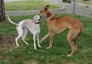 Greyhound-4