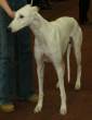 Greyhound-5