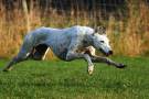Greyhound-6